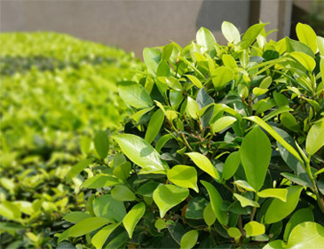 Shrubs