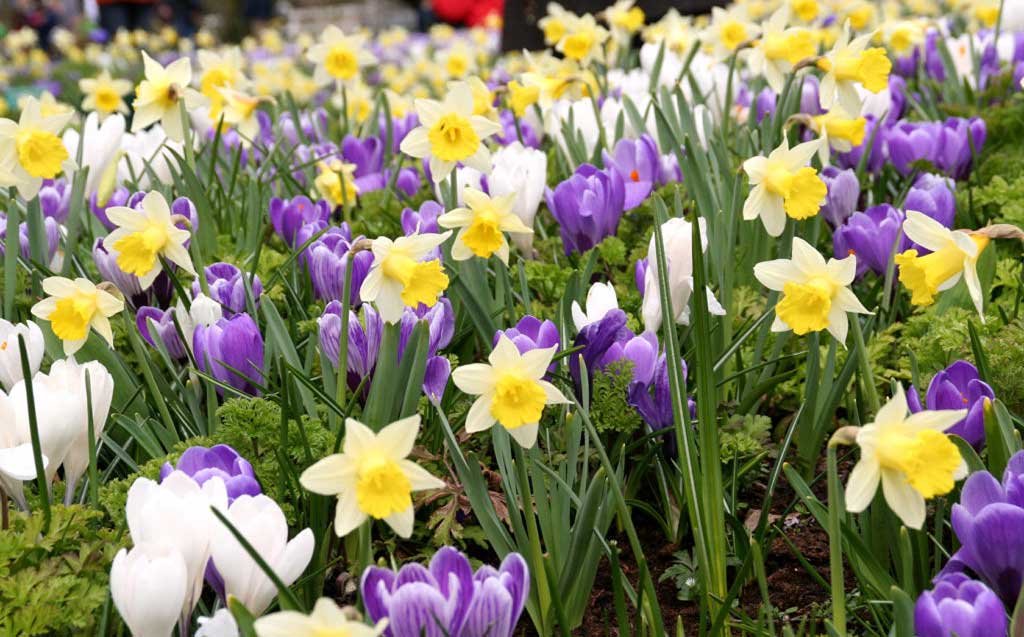 Time to buy fall bulbs