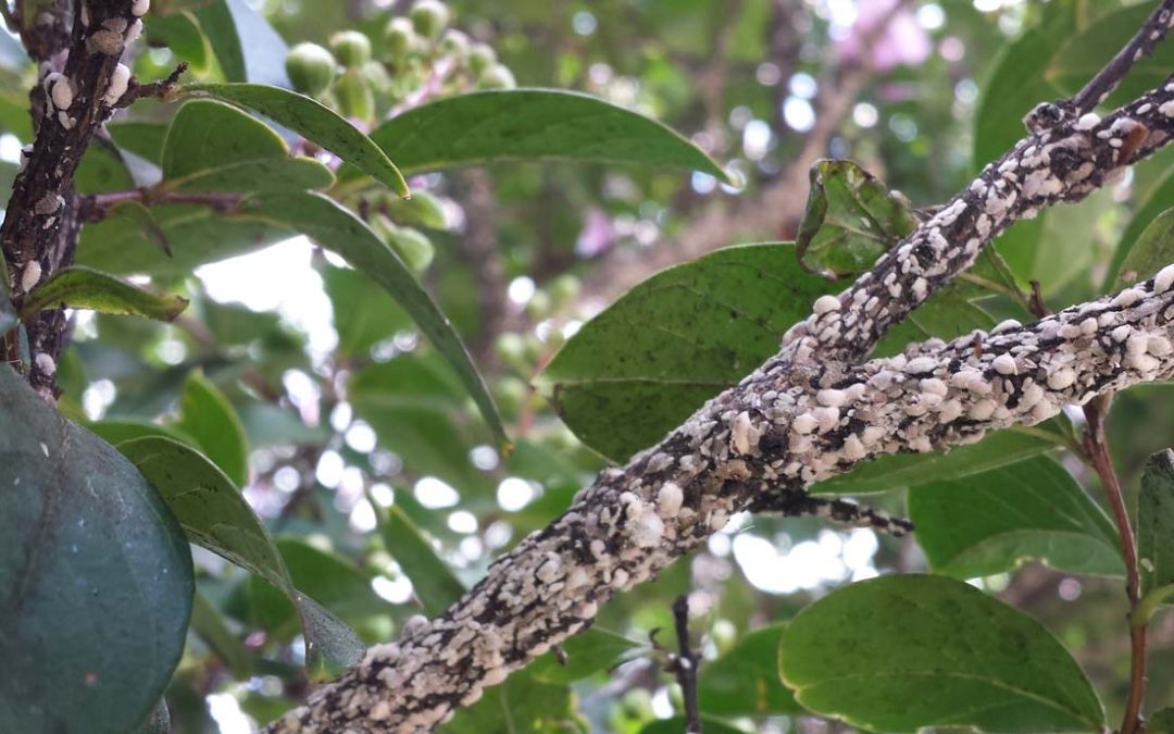 Crape Myrtle Bark Scale