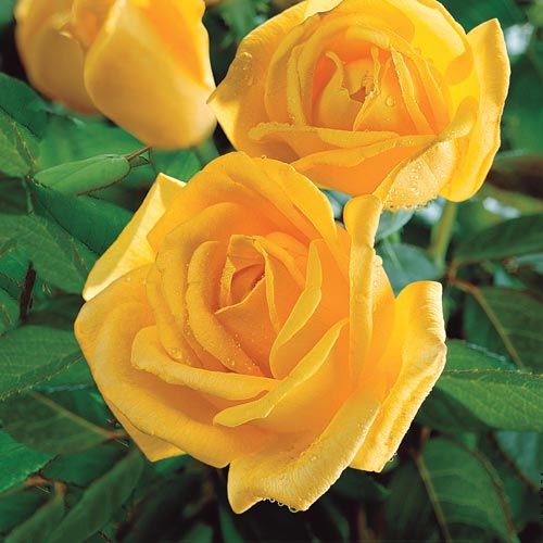 Growing Roses in the Mid-South