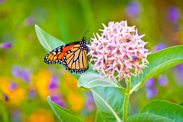 Attracting Butterflies