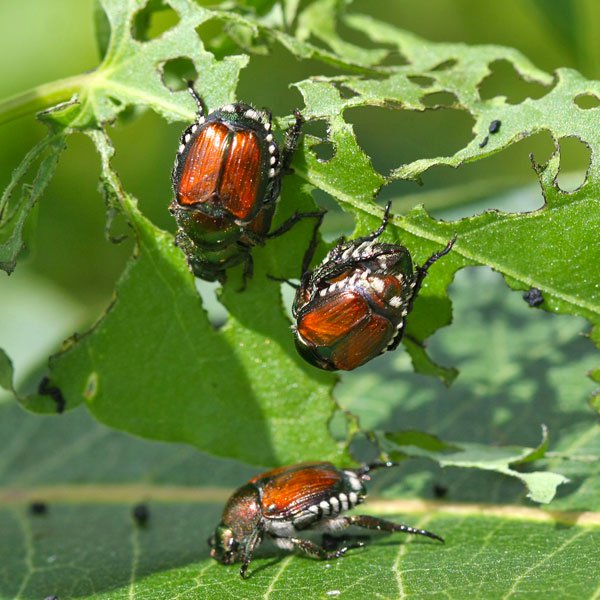 Japanese Beetles