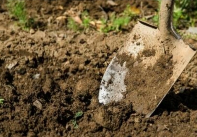 Fall is the perfect time for you to plant trees and shrubs